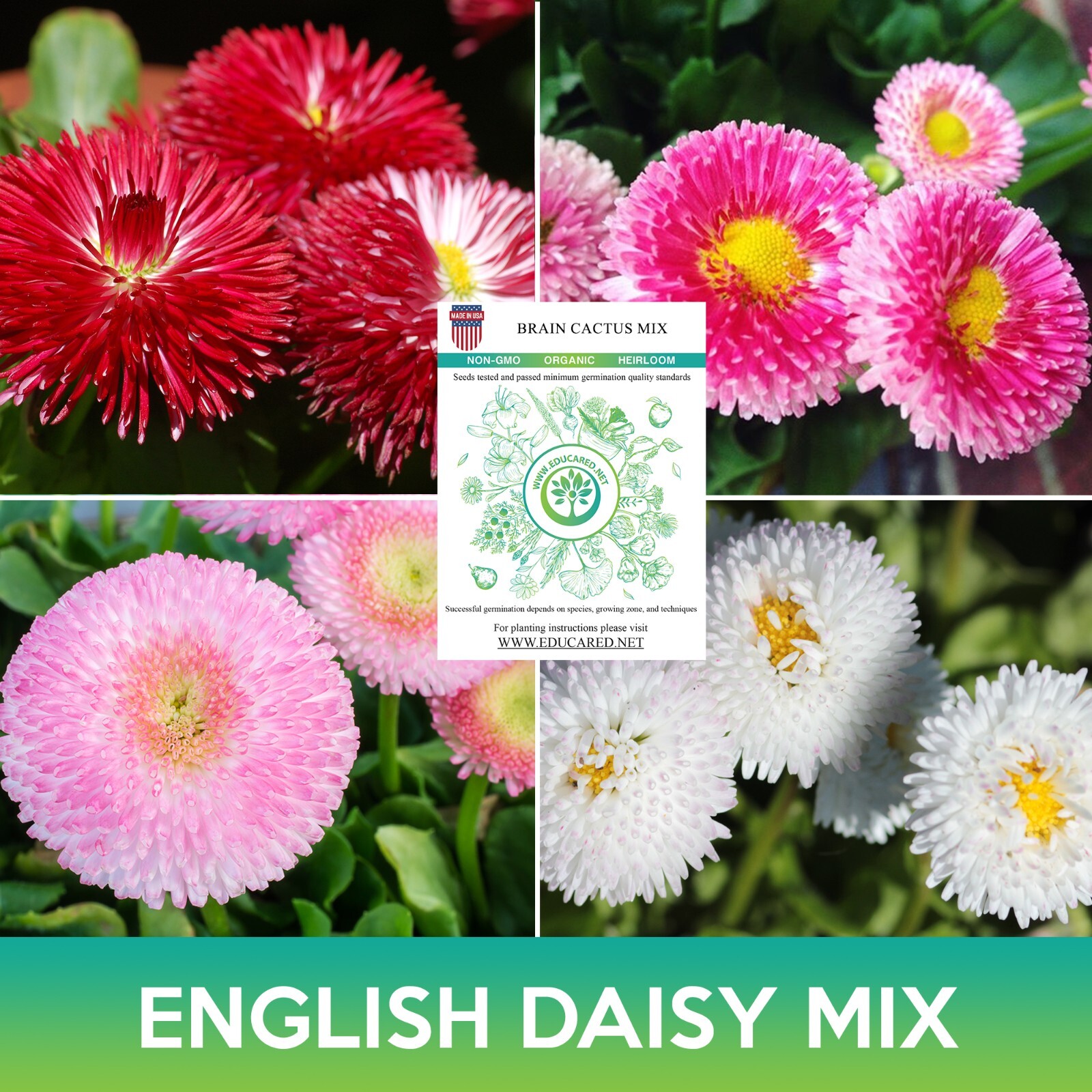 English Daisy Mix Seeds, Bellis Perennis Super Enorma