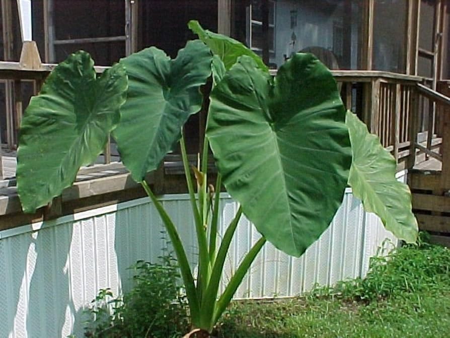 Live Bulbs Colocasia Gigantea Thailand Giant Thai Giant Elephant Ear Huge Malang