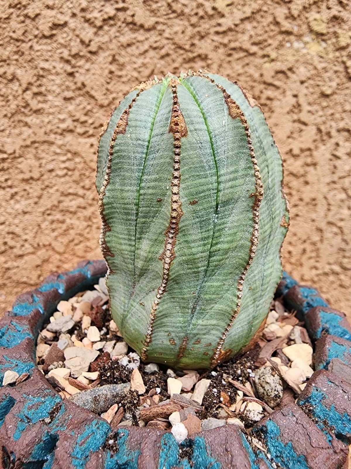 Euphorbia obesa – Rare Succulent – Exact Specimen