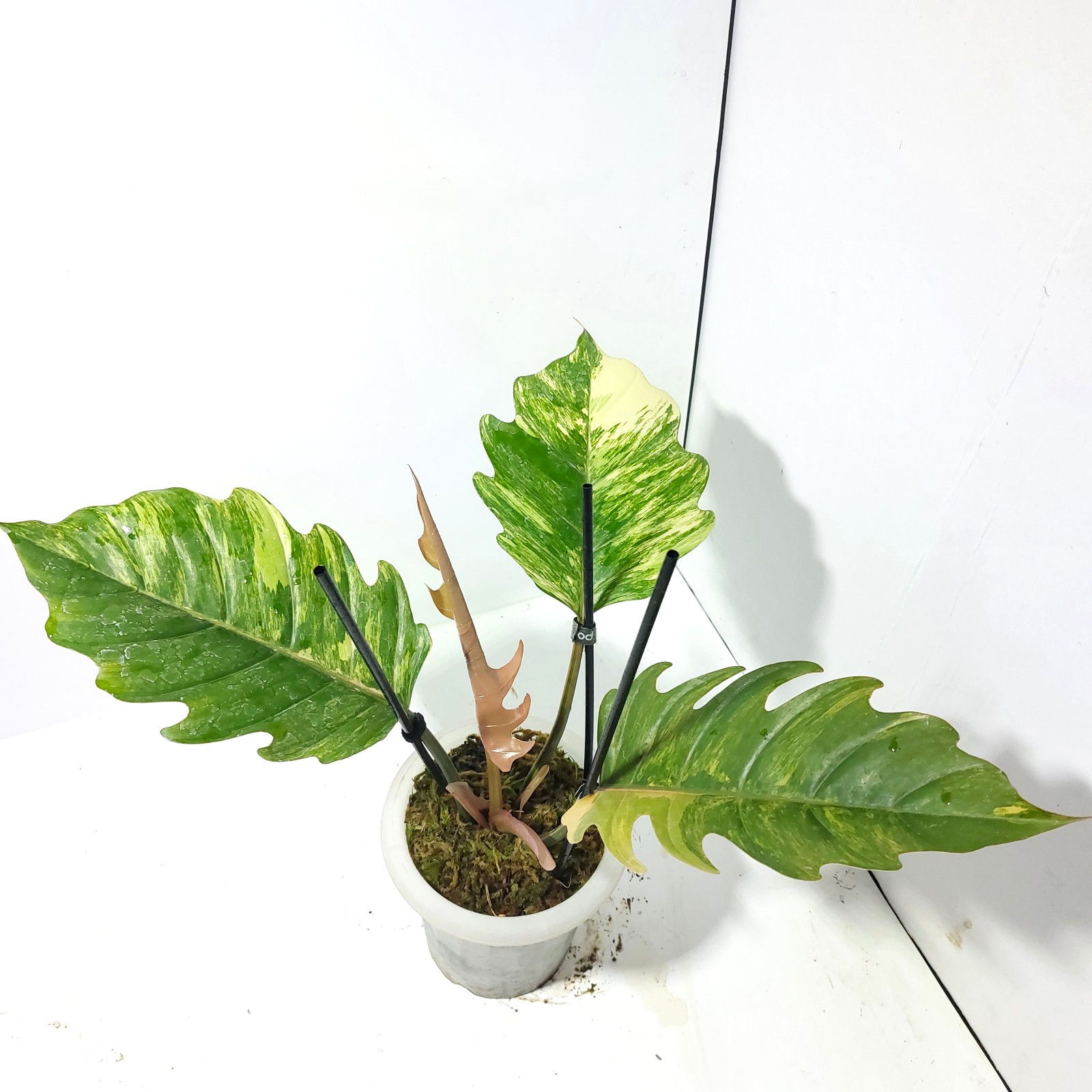 Philodendron Caramel Marble Variegated Free Phyto