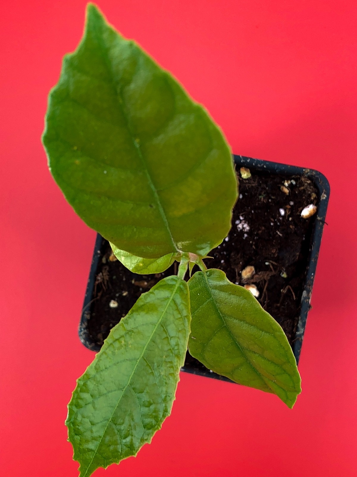 Kwai Muk Artocarpus Hypargyreus Tropical Fruit Tree Starter Plant
