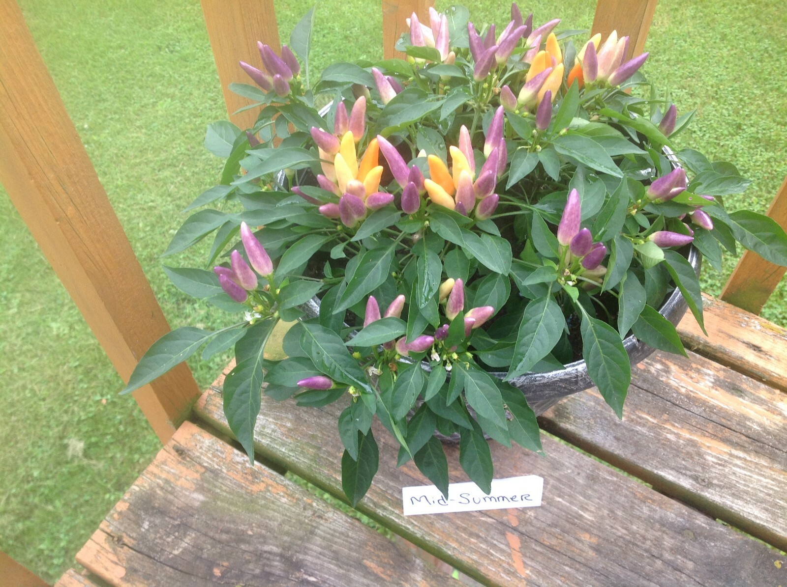 FRESH spicy Ornamental Peppers Easy RAINBOW of COLORS on plant USA 25+ ct seeds