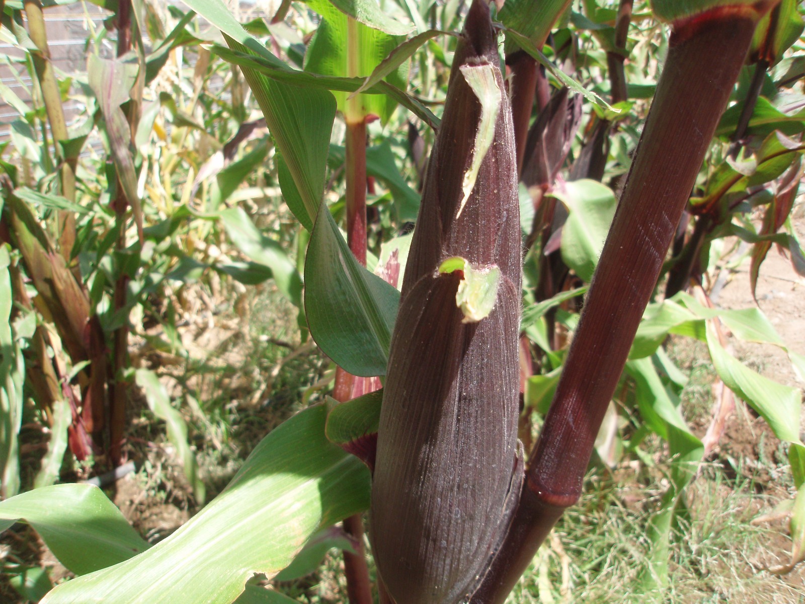 Double Red sweet corn seeds, Non-GMO, Heirloom, 50 seeds