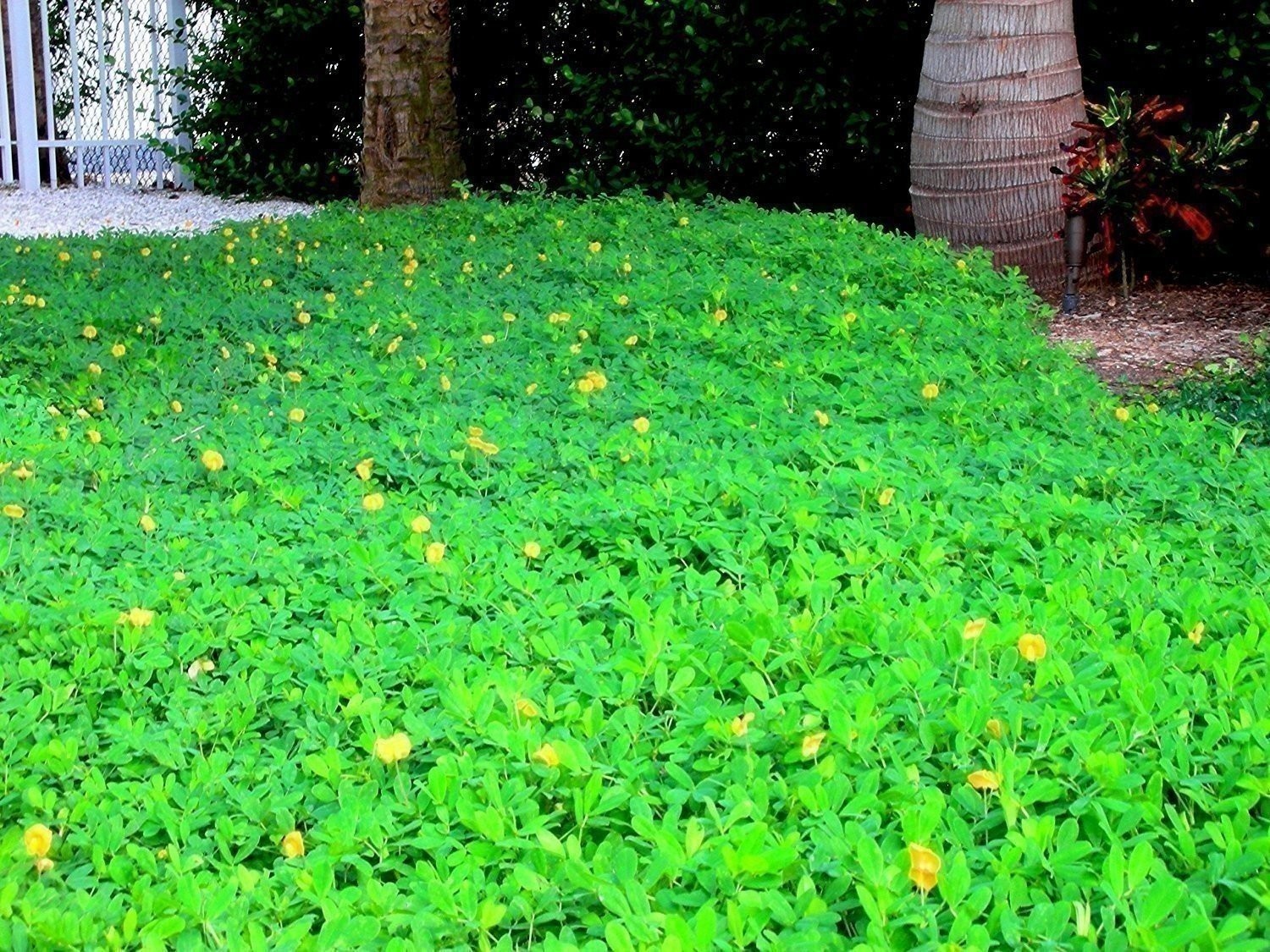 Ornamental Peanut Grass – 20 Live Fully Rooted Plants – Arachis Glabrata