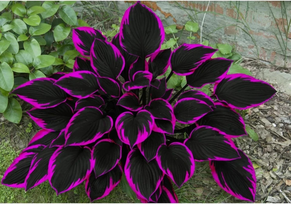 200pcs, Mixed Hosta Seeds for Planting Hosta Plant Seeds Moderate Drought