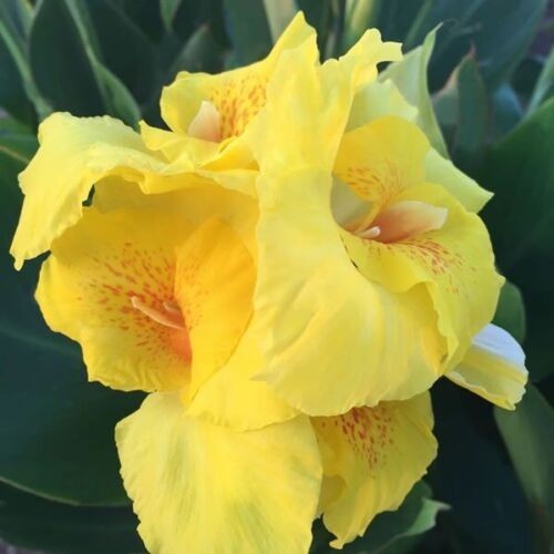 8 bulbs – 2 inch Canna Lilly Yellow Orange Speckled Throat Heritage First Place