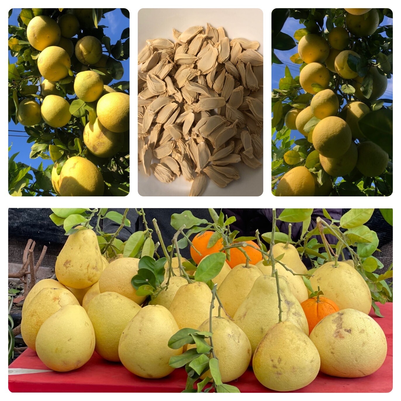 15+ Dry Organic Sweet Giant Pummelo, Pomelo, Citrus maxima grandis, Buoi