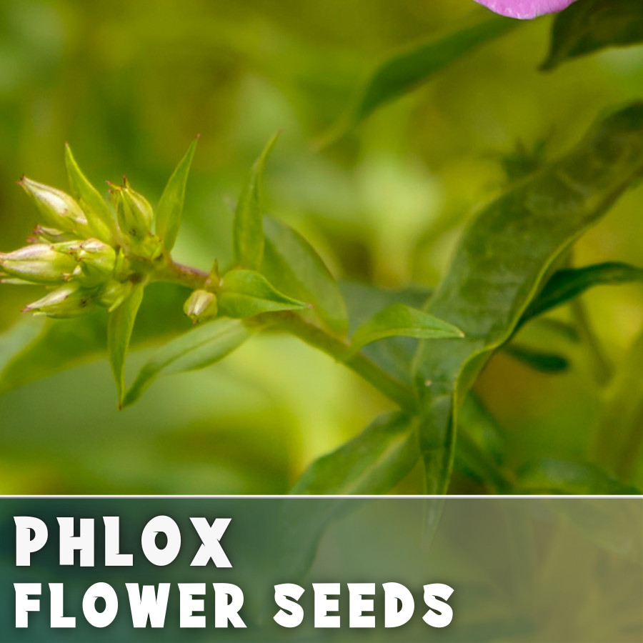 Phlox Seeds – 125 Seeds – Burbon Blaze – Garden Bloom Annual Flower Seeds