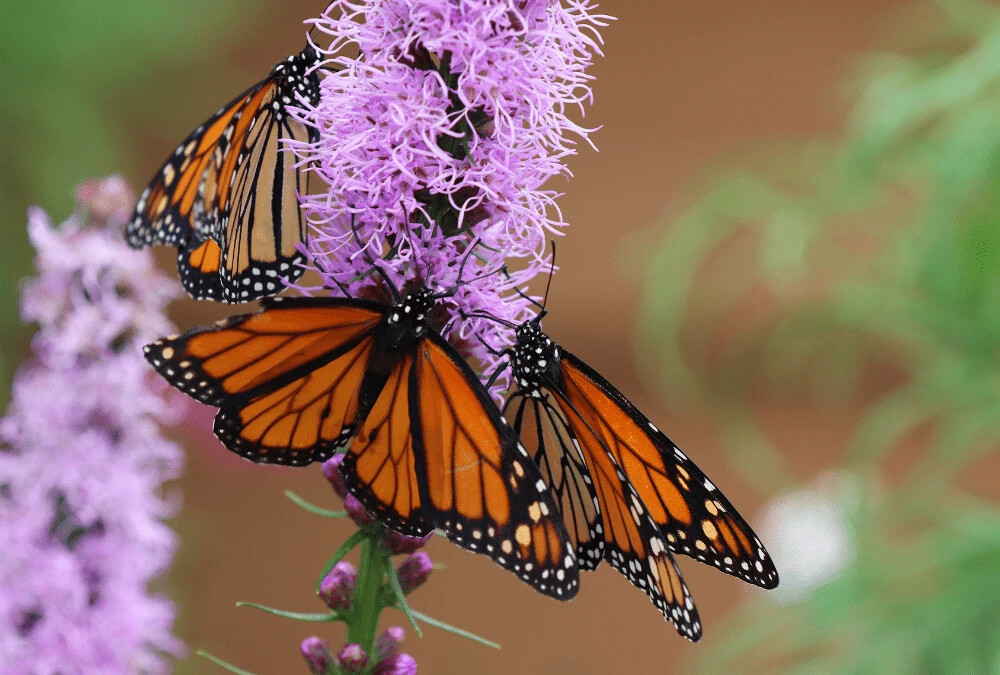 50 Liatris spicata SEEDS PURPLE BLAZING STAR FLOWER Cold Hardy-3 Butterfly Plant