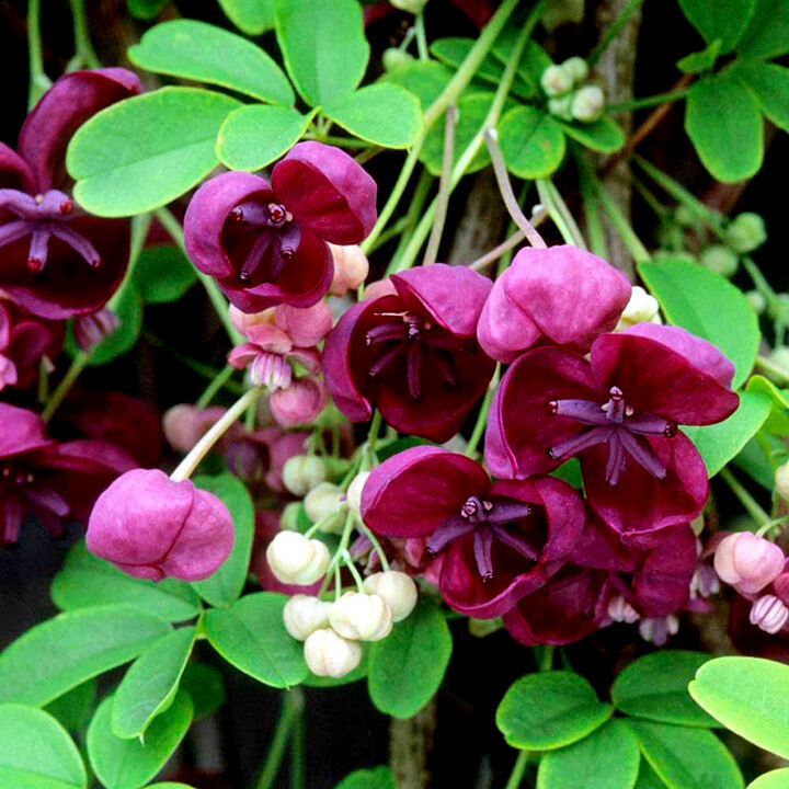 100 – 1,000 CHOCOLATE VINE SEEDS “3-LEAF” (A. trifoliata) Fruit Flower Climber