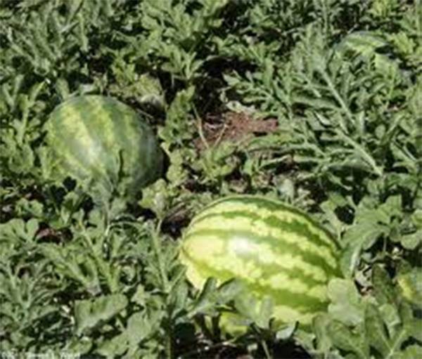 KLECKLEY’S SWEET WATERMELON, HEIRLOOM, 500 SEEDS, LARGE & SUPER SWEET