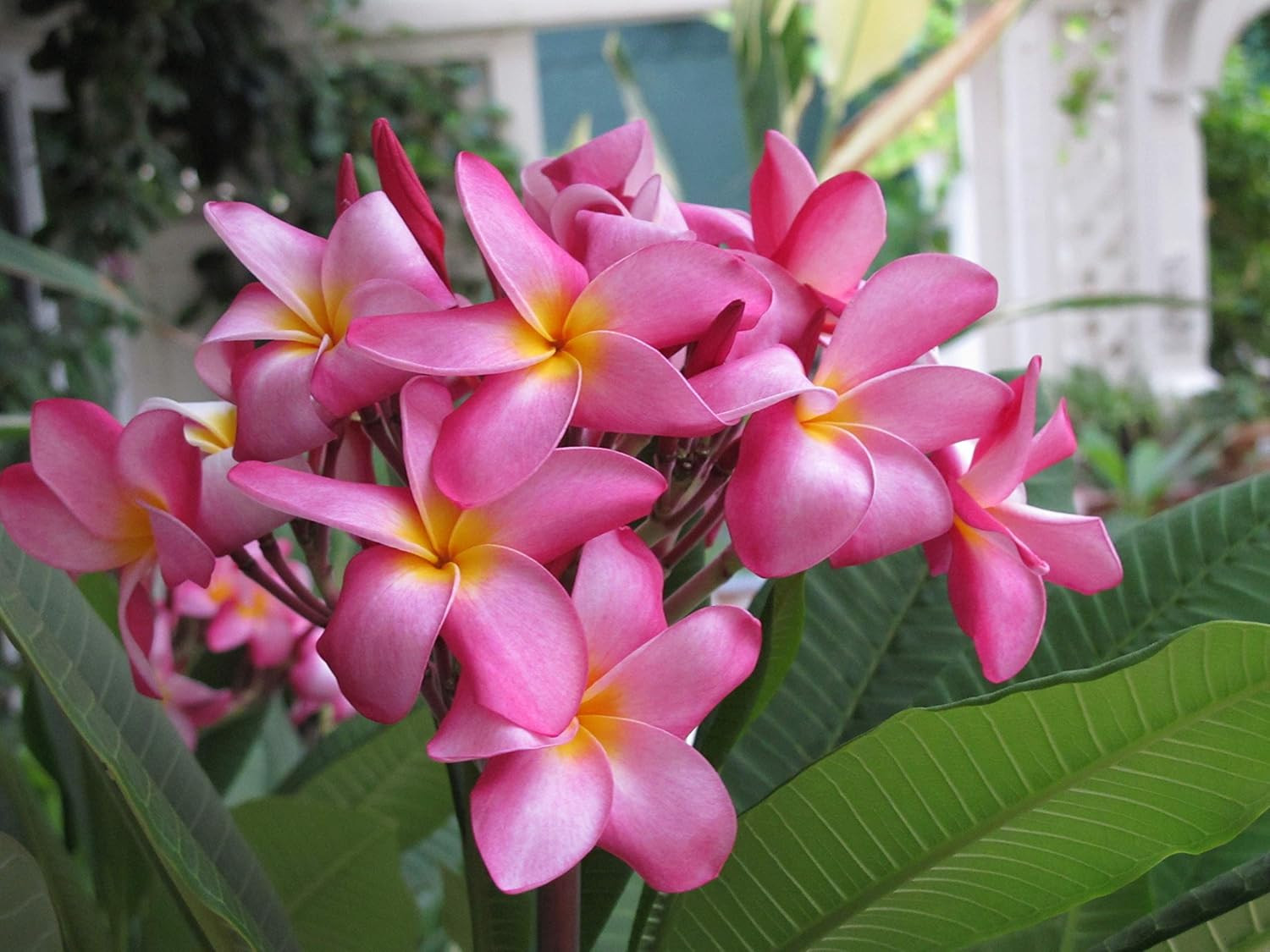 Hawaiian Rare Plumeria Frangipani Plant Planta Cuttings Red, White, Yellow, Pink