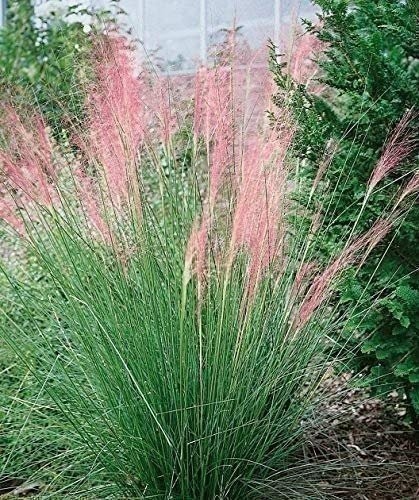 Muhly Grass | 2 Inch | Live Plants | Muhlenbergia | Ornamental Grass