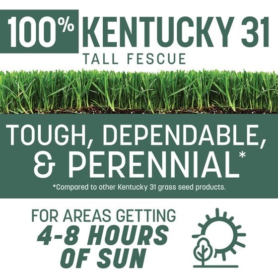 Kentucky 31 Tall Fescue Penkoted Grass Seed 3 Lb