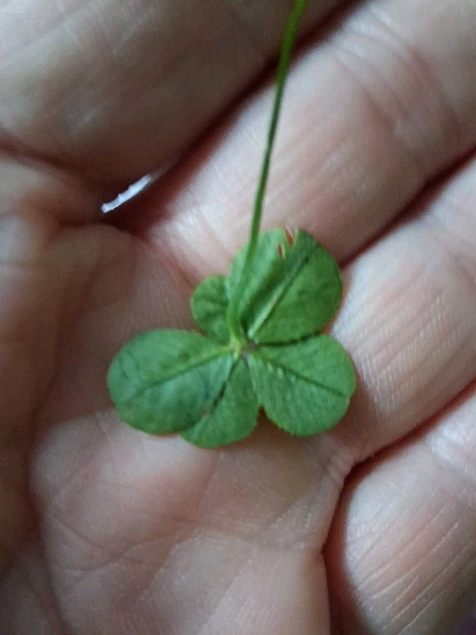 🍀RARE REAL 5 Leaf Clover 🍀 Picked 6-30-2026 10:15 AM Newark,Ohio Road Trip.