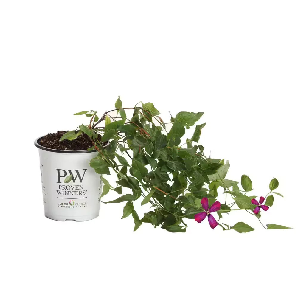 Proven Winners Sweet Summer Love Clematis Live Shrub Plant Red Purple Flowers 4.