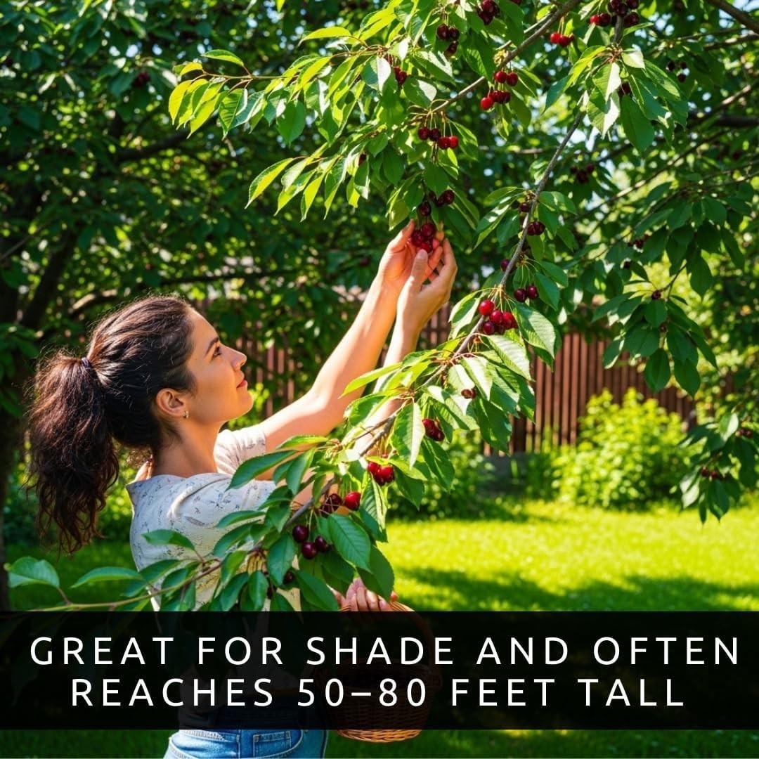 Black Cherry Fruit Tree Live Plant Seedling – Prunus Serotina, Great for Home an