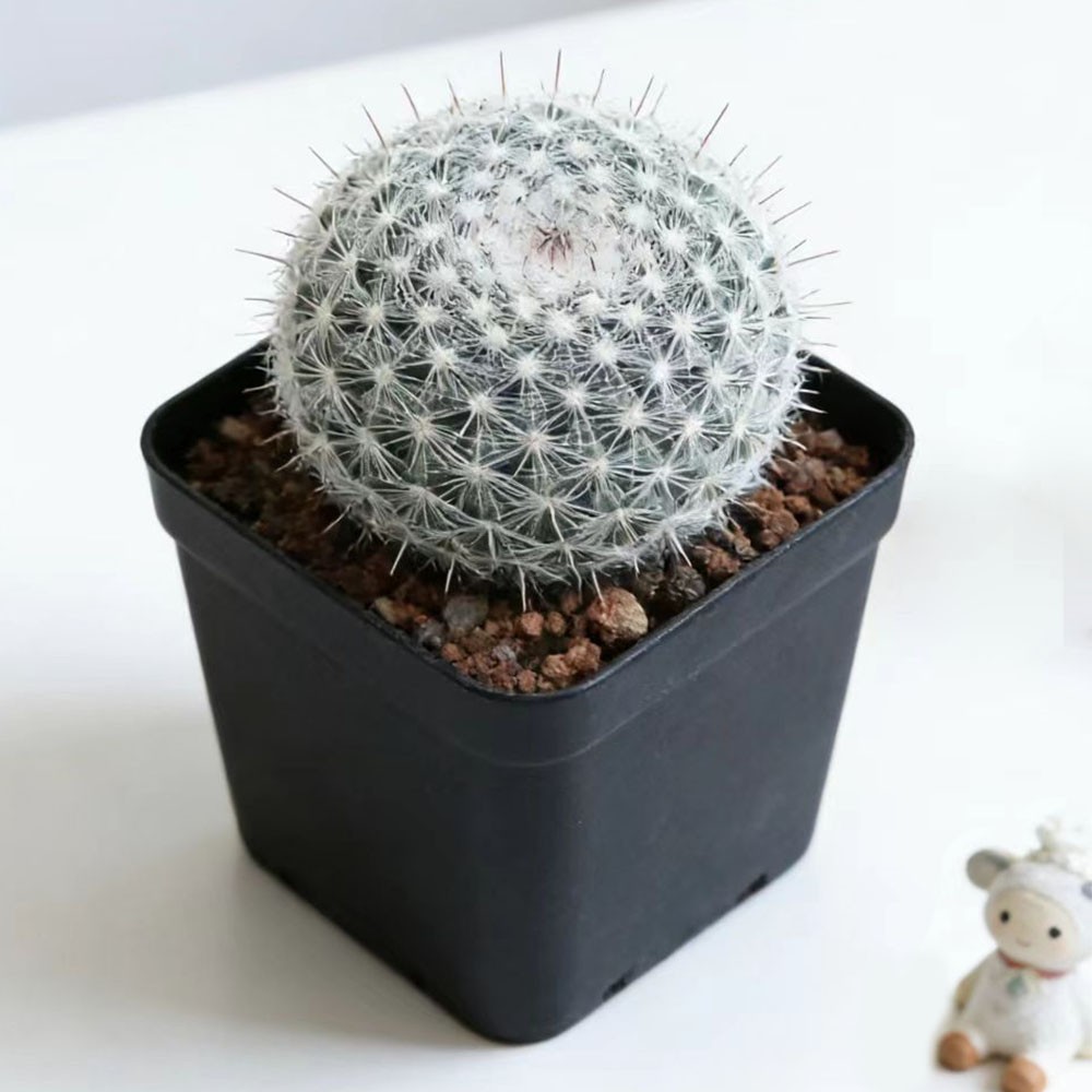 Mammillaria hahniana Old Lady Cactus Cactiand exotica Rare Succulent Plant