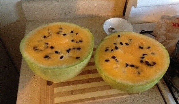 Missouri Heirloom Yellow Flesh 7 Seeds Rare Watermelon Heirloom good shelf life