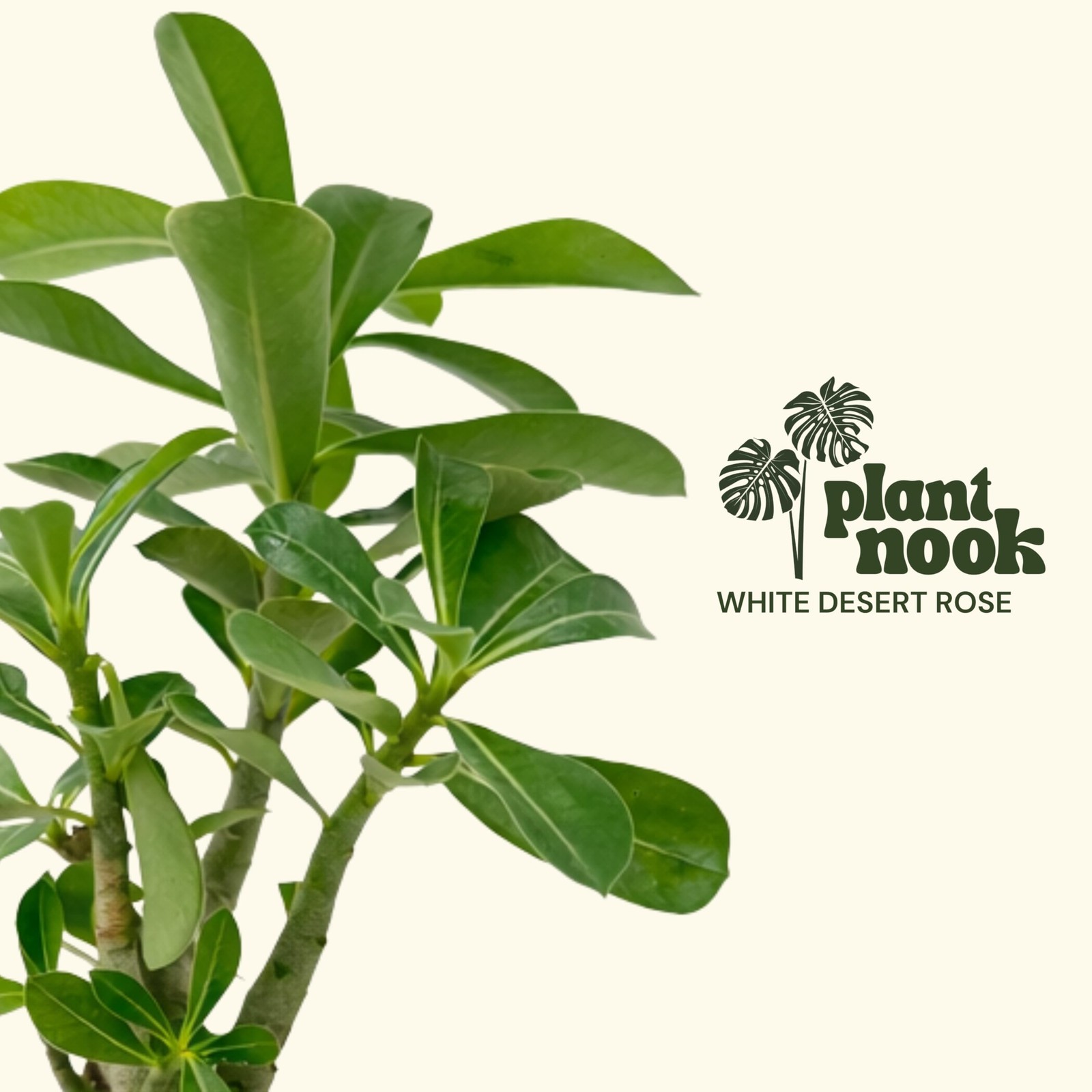 PLANT NOOK White Desert Rose (Adenium obesum) Live Plant Starter | White Blooms,