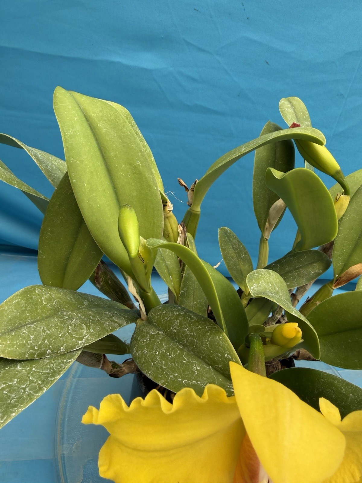 Rlc Mem Jim Nickou X Heather’s Gold Blooming Fragrant Orchid Eros Hybrid 7” Pot