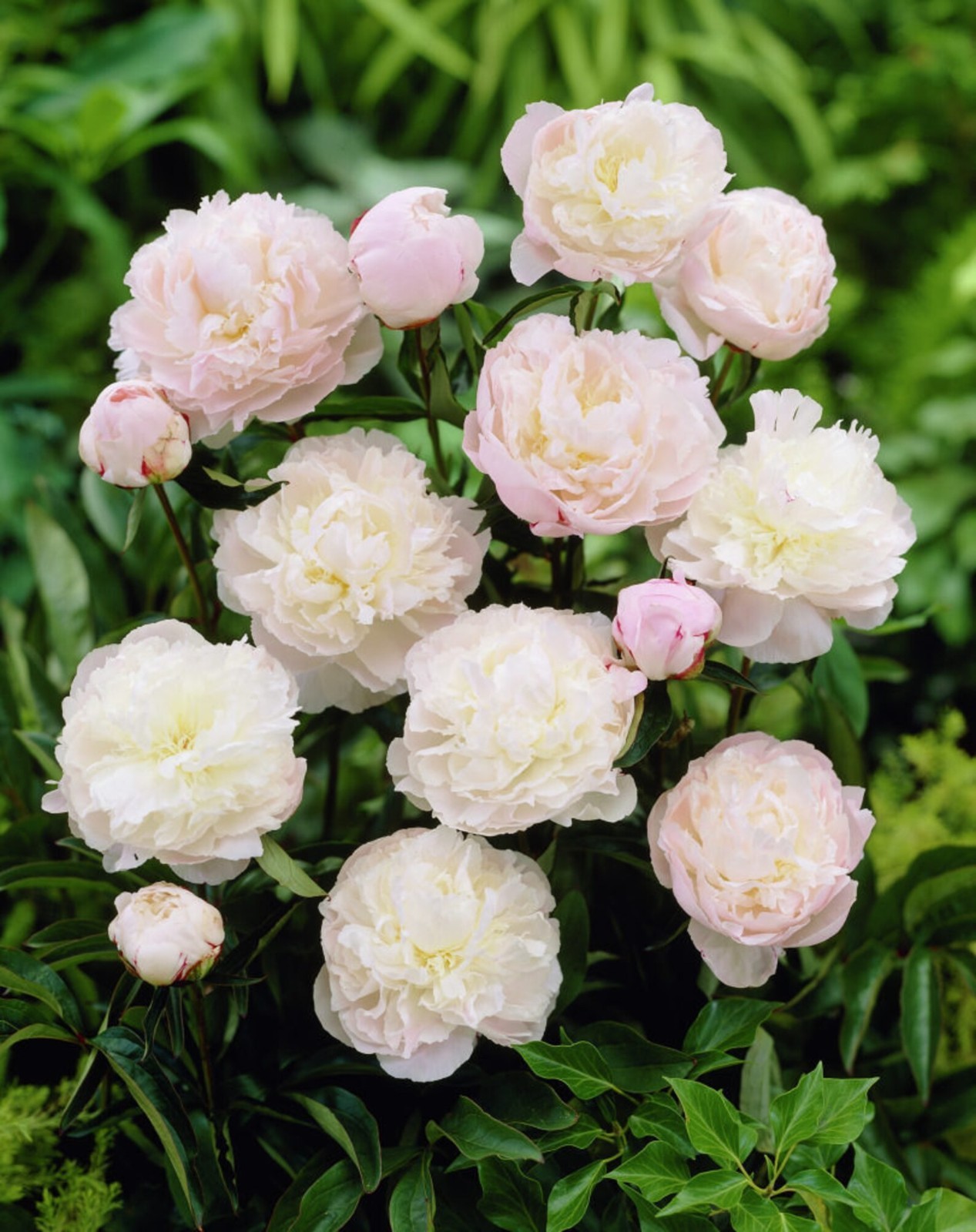 Shirley Temple Bareroot Peony, 2-3 Eye, Great for Fall Planting! USA farm