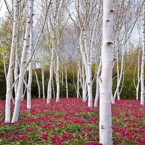 White Paper Birch Seedlings for Planting – Betula papyrifera – Stunning White