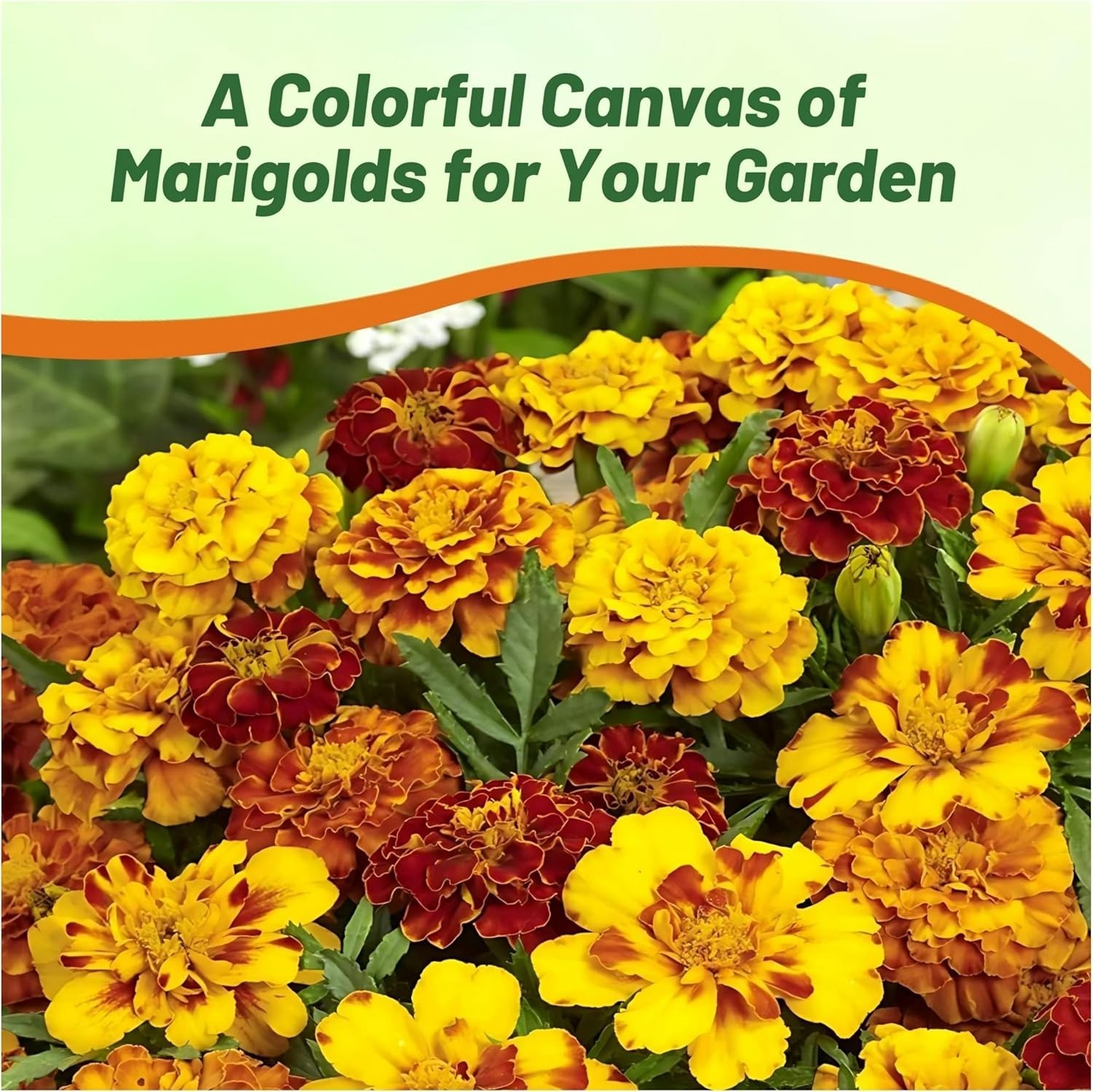 Low Maintenance Garden Marigold Seeds – Pollinator-Friendly