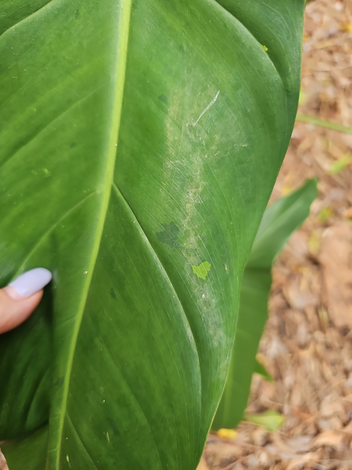 XXL Mature Variegated Philodendron Mexicanum Rugosum Aroid