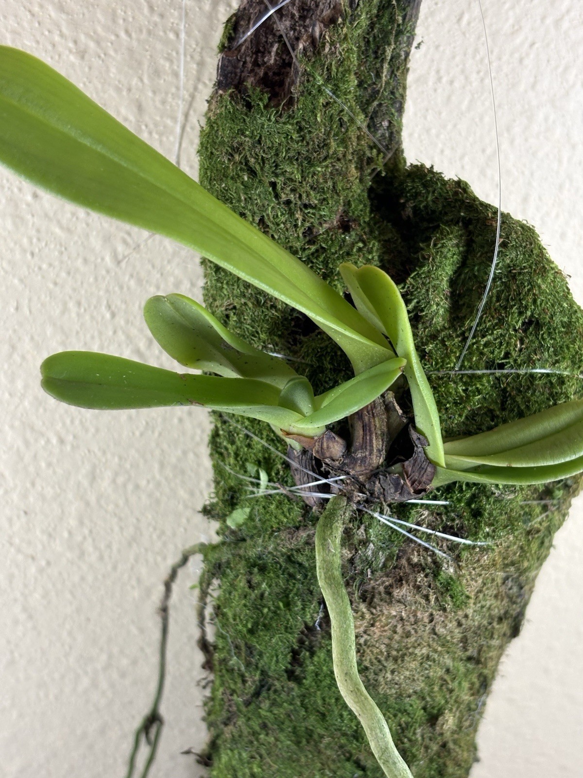 Aerangis ellisii – Rare Species – Long Nectar Spurs – Mounted