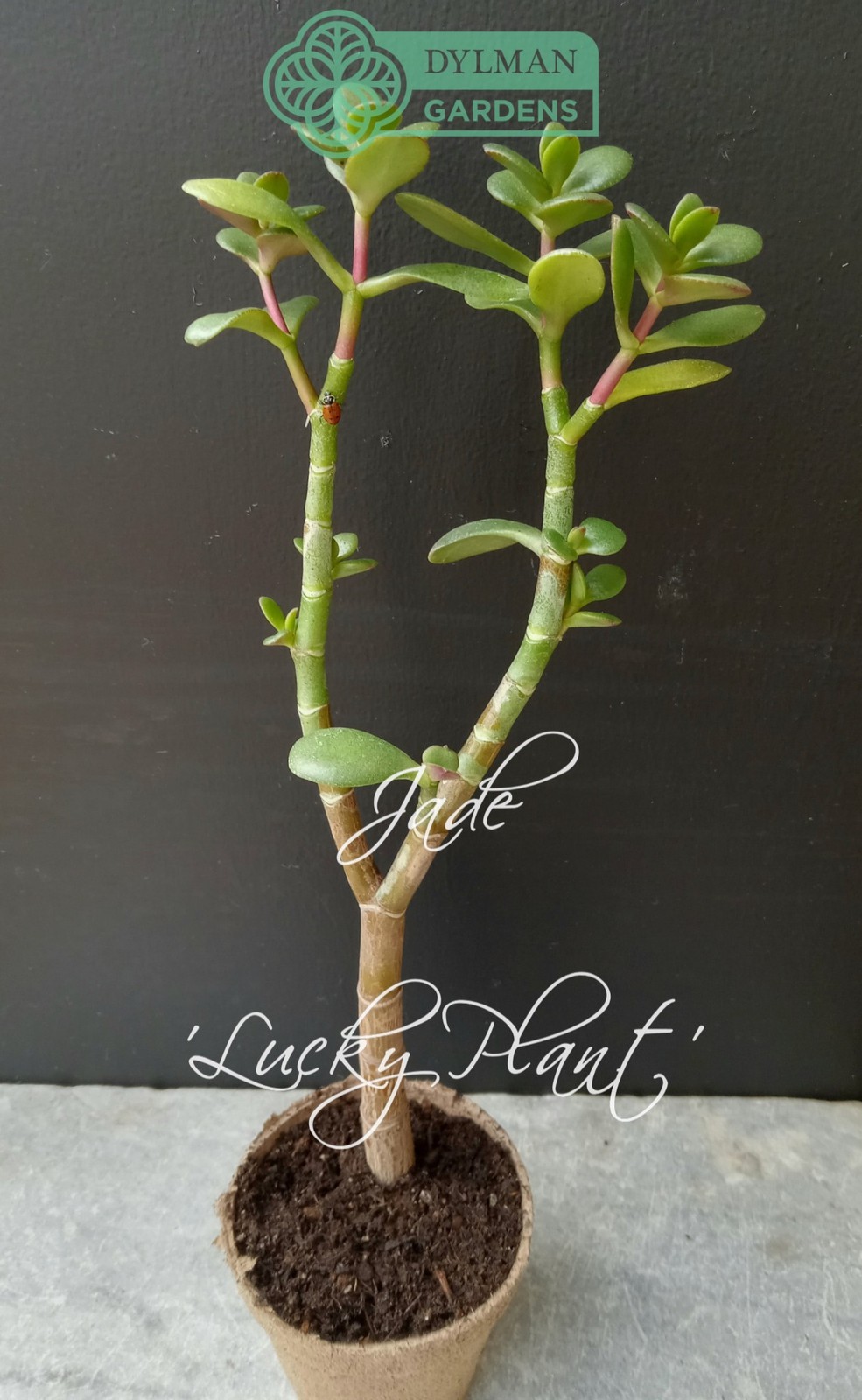 Jade Plant (Crassula Ovata) – Lucky Plant – Indoor Houseplant – Multiple Sizes