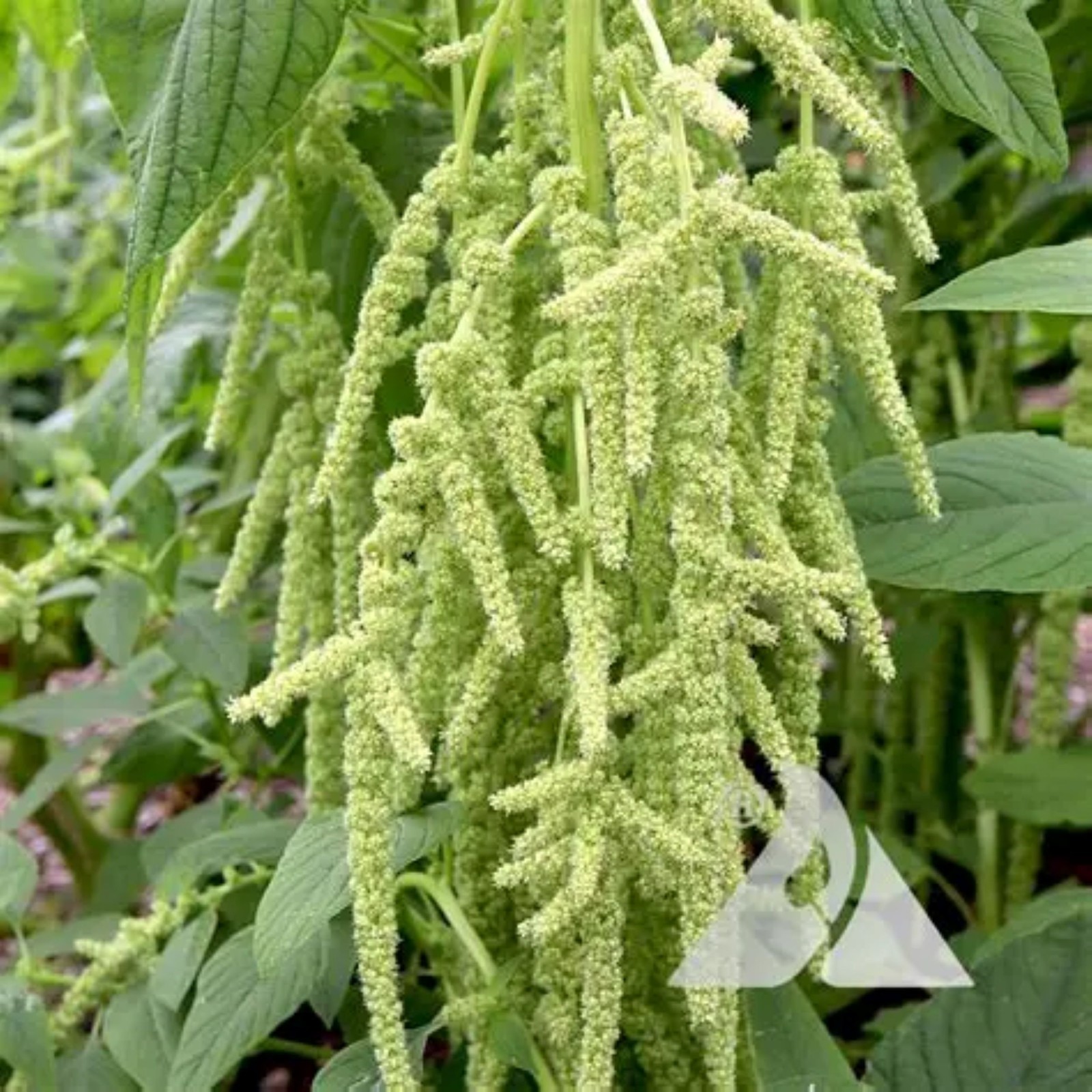 1000 African Spinach Seeds Efo Tete Callaloo Popular West African Green