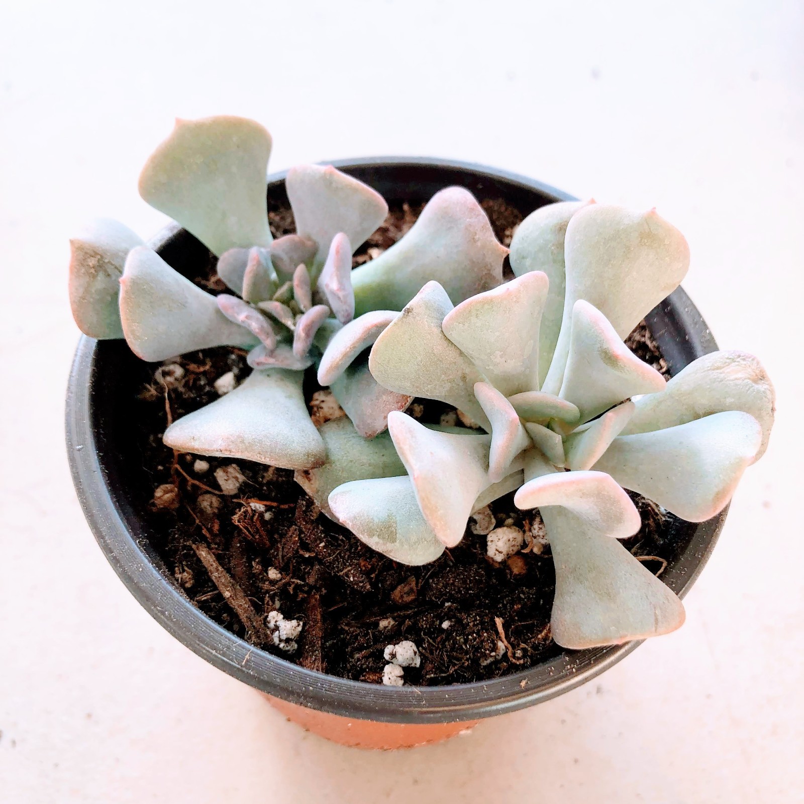 Echeveria Topsy Turvy Succulent Curly Gray-Blue Rosettes Drought Tolerant Plant
