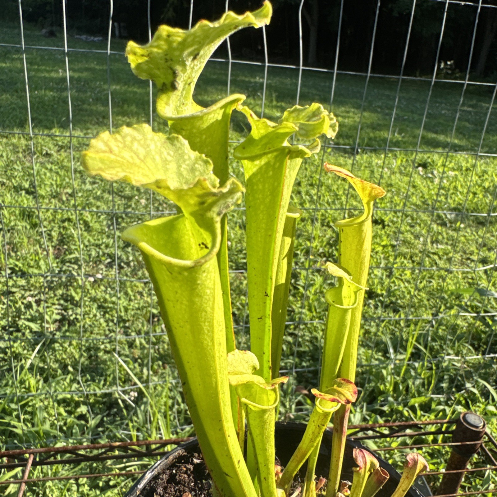 SARRACENIA X MOOREI “ADDISON BOG BOG MOOREI MIX” 23-MIX82. GALIC. MEDIUM SIZE.