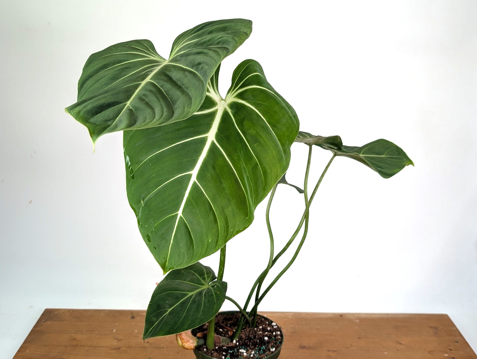 Philodendron Gloriosum Verde – Exact XL Plant in 6″ Pot (#24A)