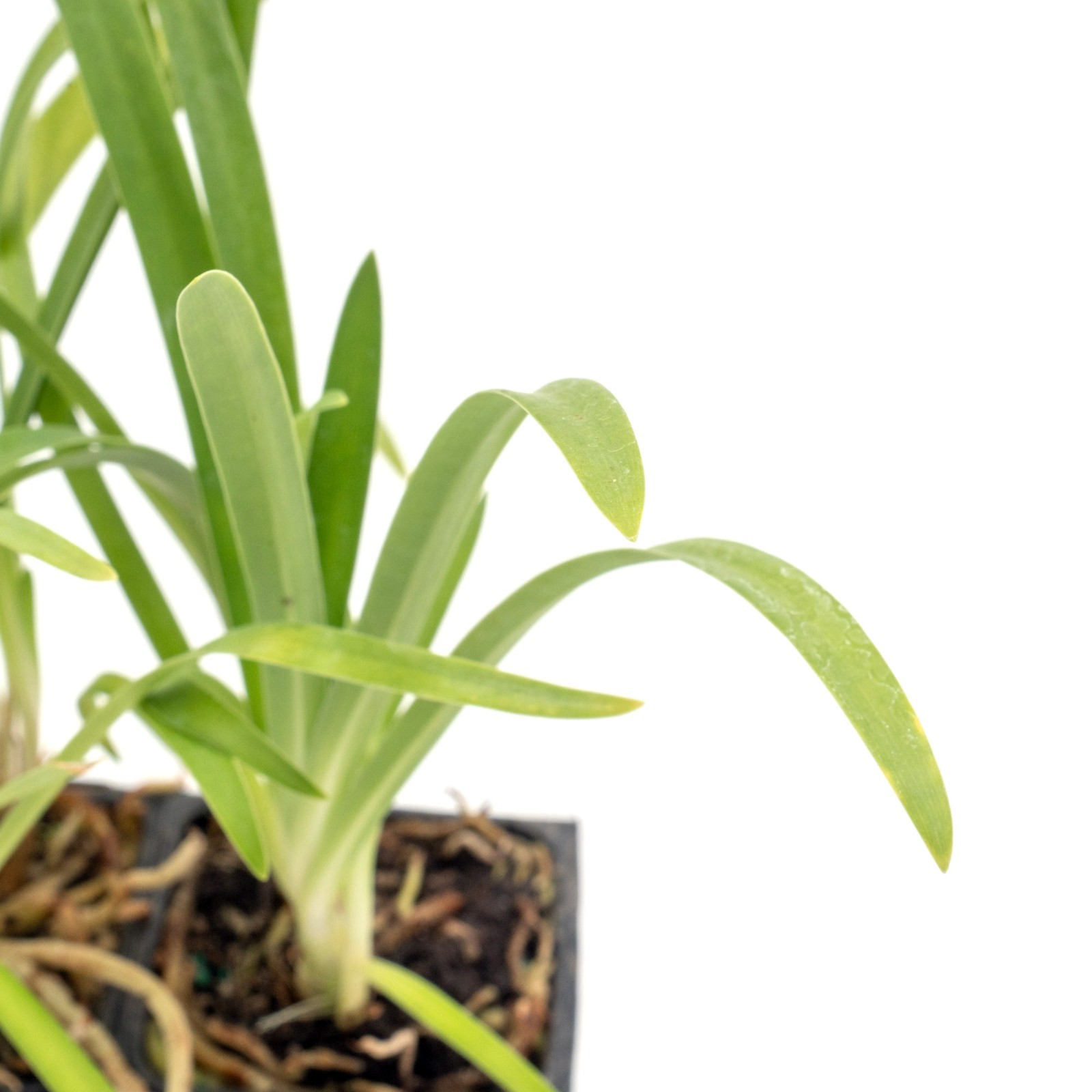 Frederick Street Park Agapanthus in 2.5” Nursery Cubes, Live Flowering Plants