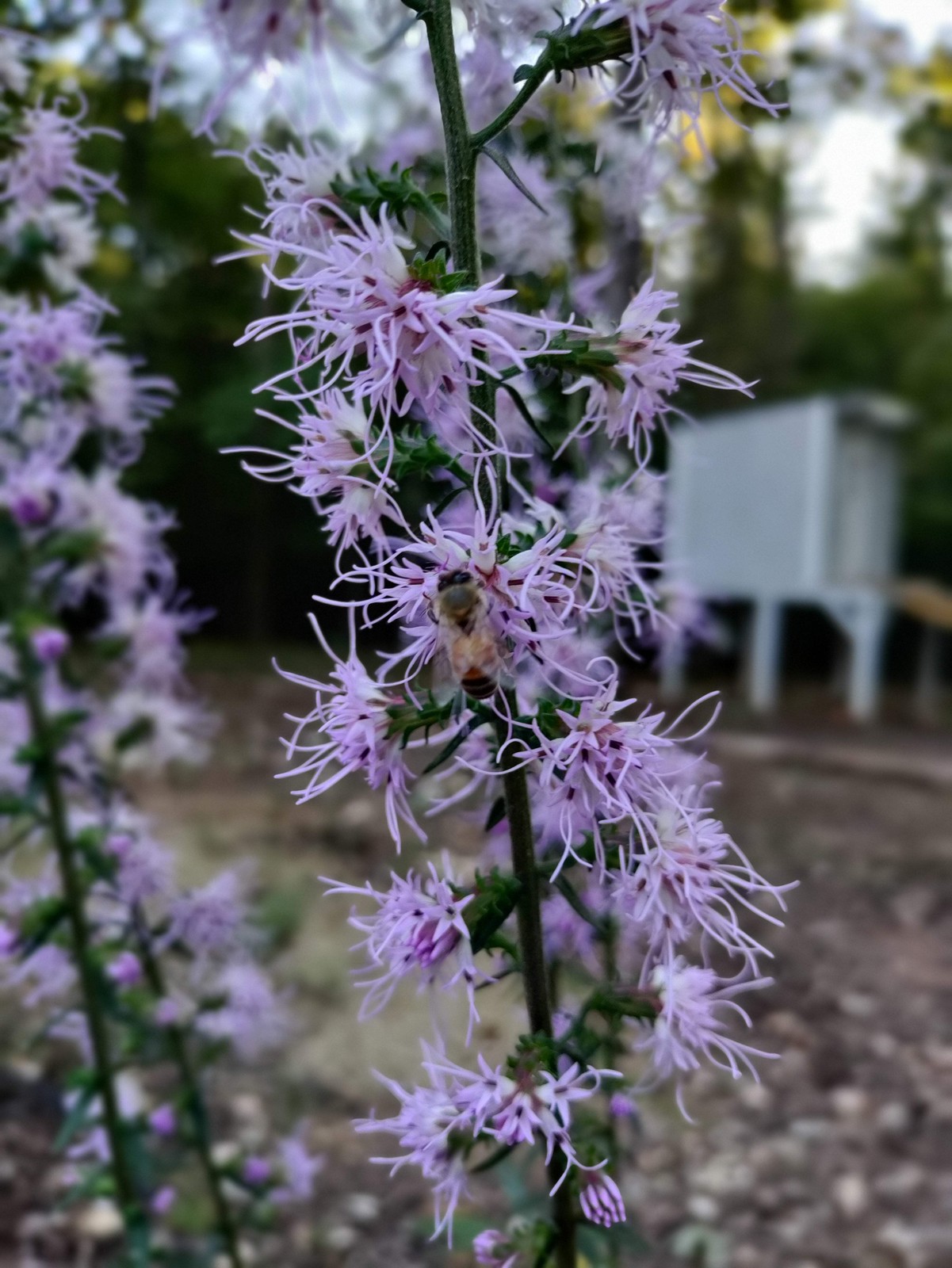 Blazing Star plant 3.25″ pot – Liatris