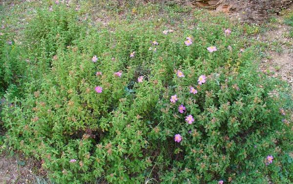 Cistus creticus | Rock Rose | Cretan Rockrose | Hoary Rock-Rose | 50 Seeds