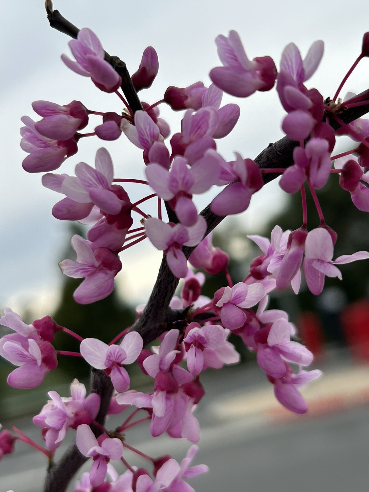 Eastern Redbud/ Cercis Canadensis, 25 seeds 2023 – USA seller