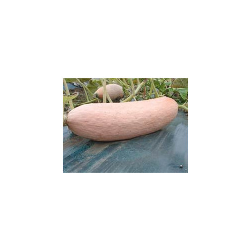 Squash Pink Banana Jumbo Garden Heirloom Vegetable by Seed Kingdom 1/4 Lb Seeds
