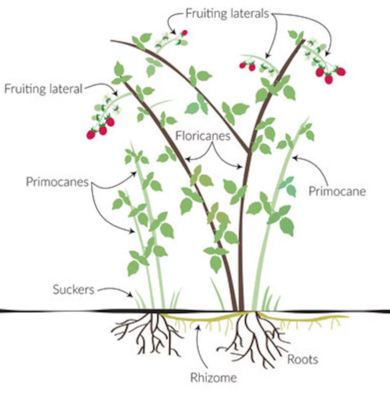 2 Double Gold Raspberry Plants Everbearing Sweet Bare Root Canes Zone 5-8