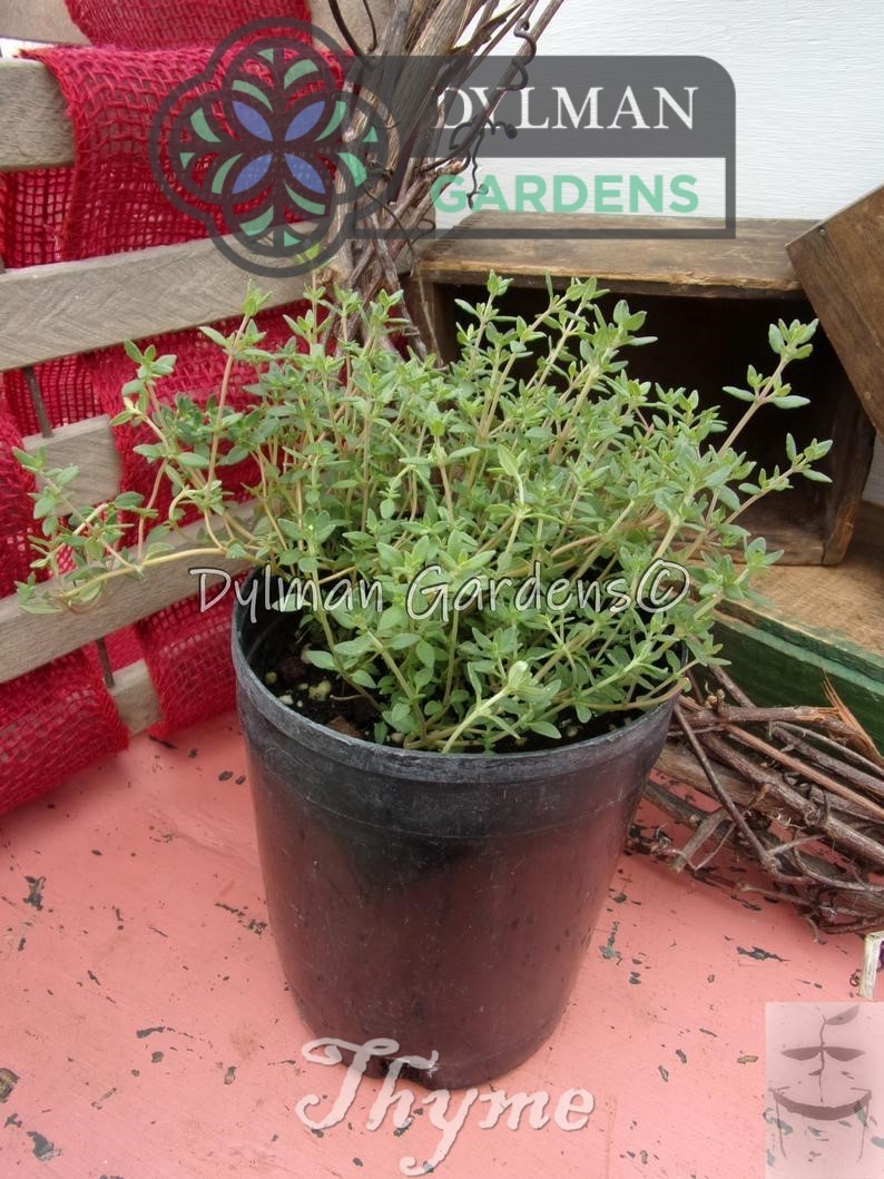 Common Garden Thyme Plant (Thymus vulgaris) Culinary Herb – Multiple Sizes