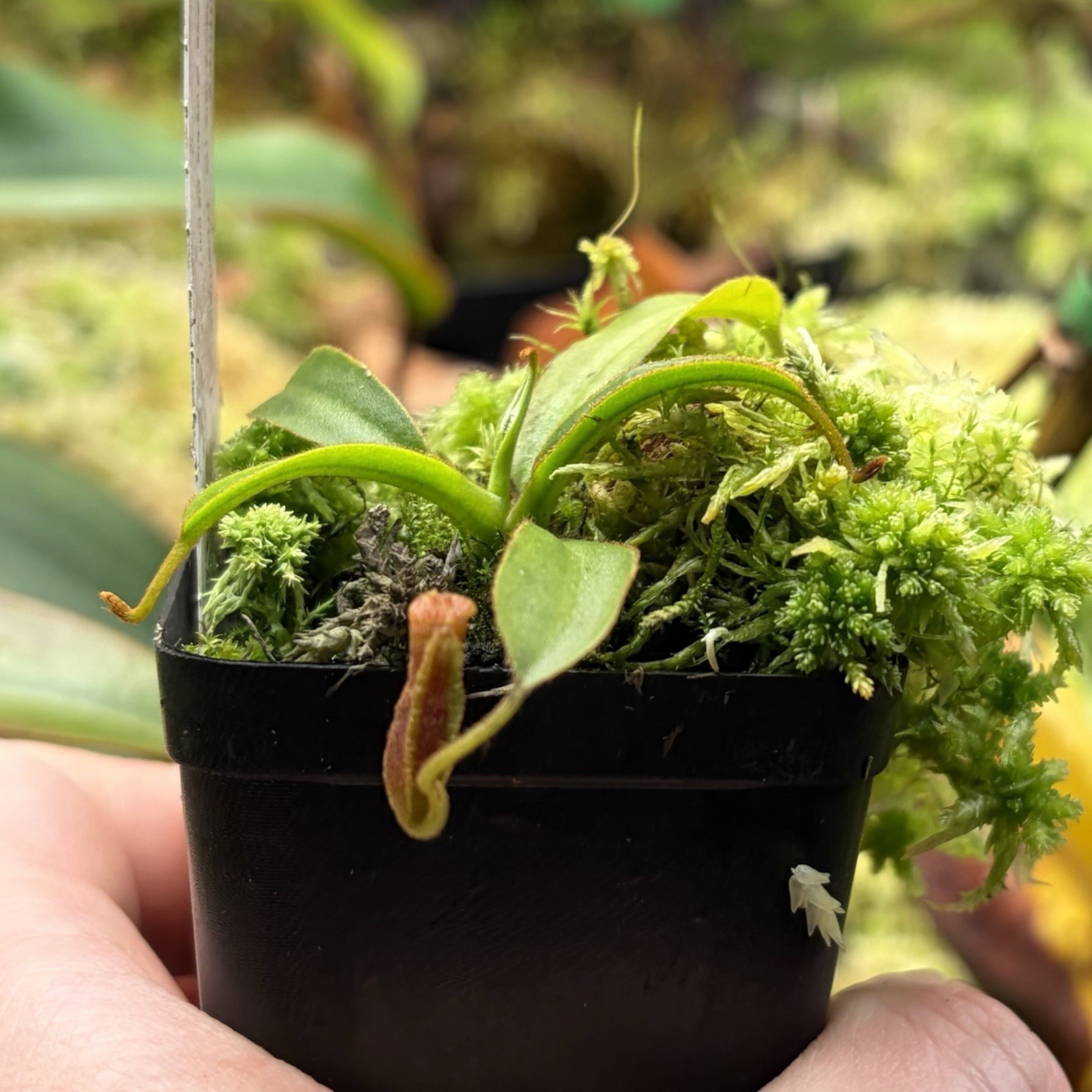 Nepenthes x Trusmadiensis Highland Pitcher Plant Super Desirable Natural Hybrid