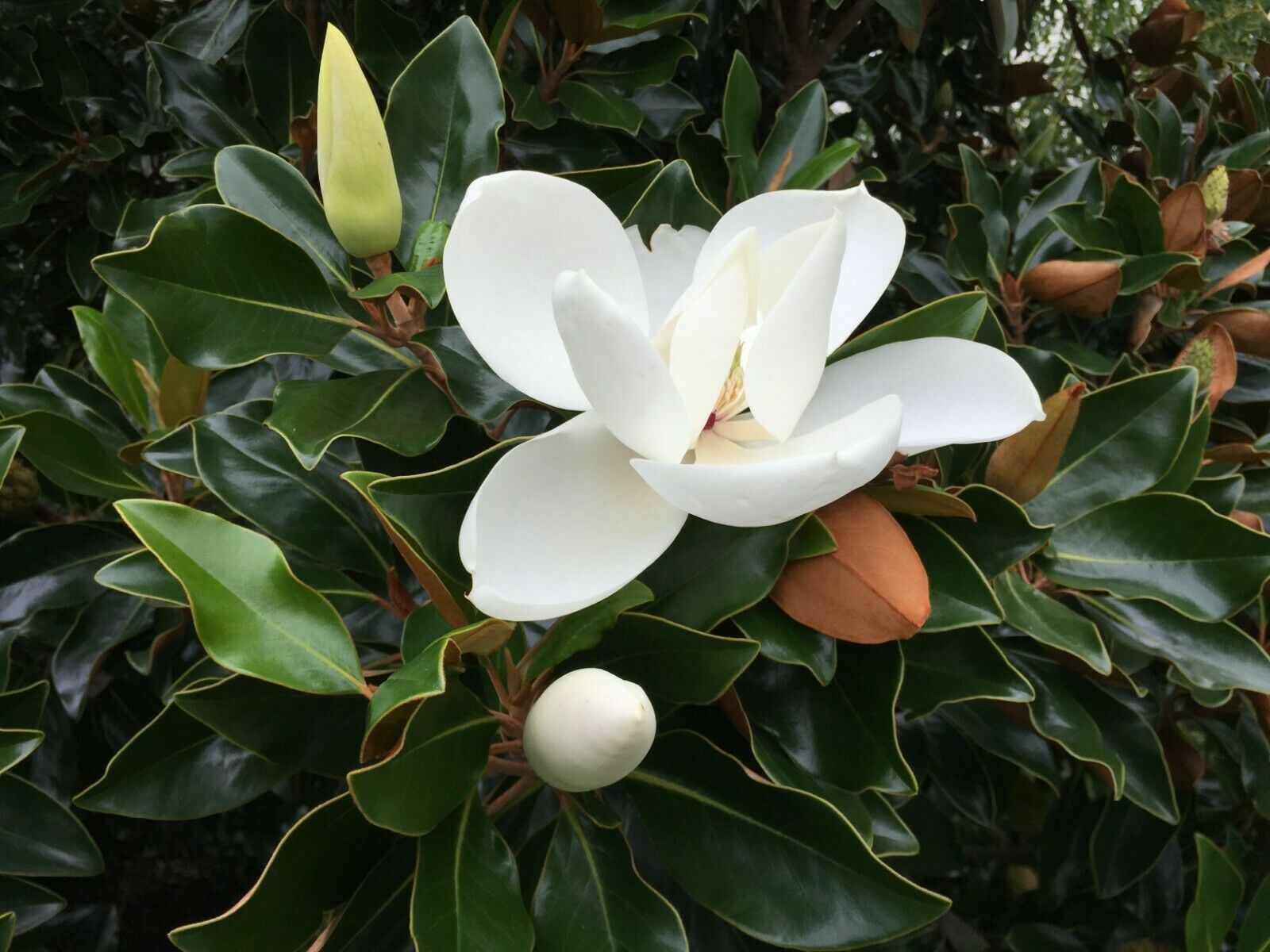 Magnolia Grandiflora – Southern Magnolia Tree