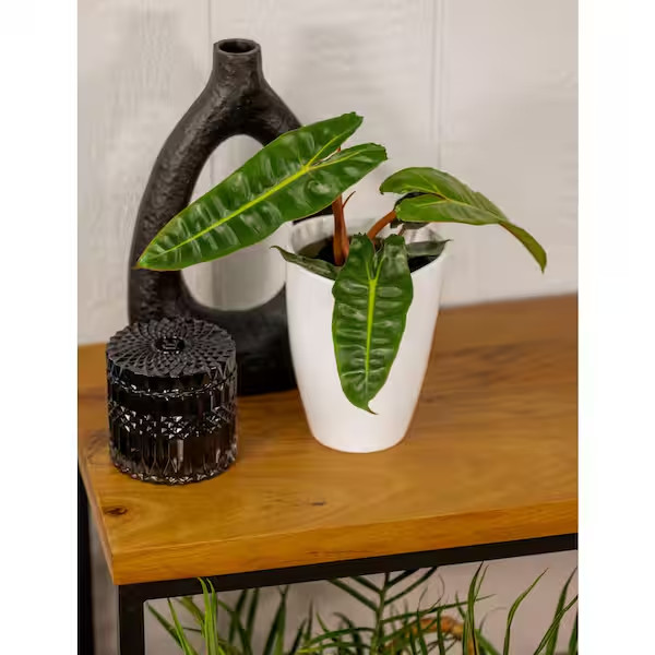 Philodendron Prismacolor Orange Smooth Billietiae Indoor Plant in 5 In. White Ce