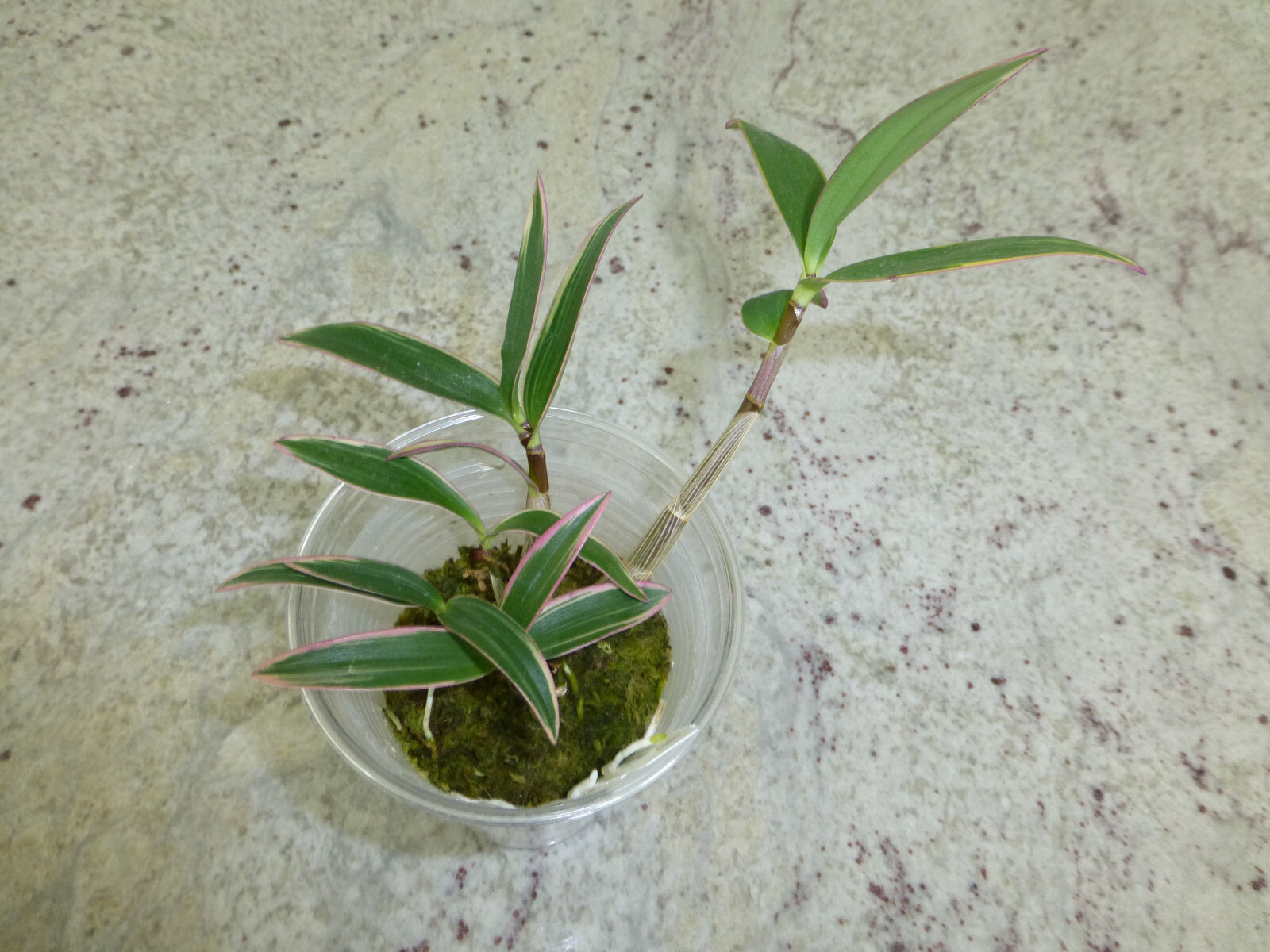 Fragrant Orchid Dendrobium Kingianum variegated Compact Grow In 3″ Pot
