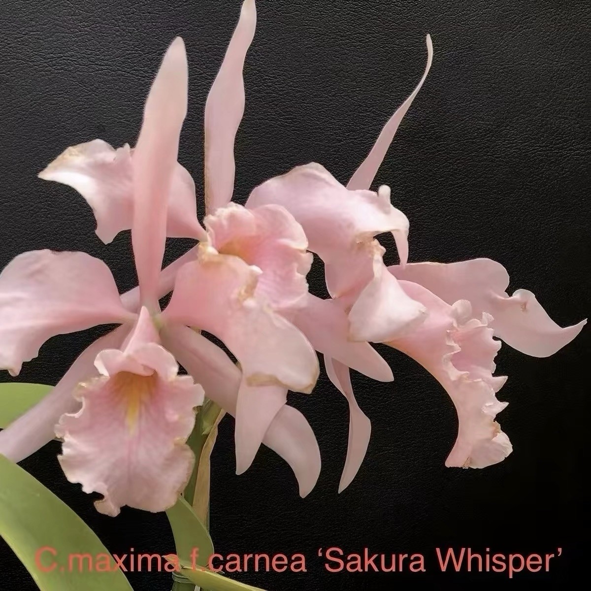 Cattleya maxima carnea ‘Sakura Whisper’ x Self Seedling Exact Plant Orchid