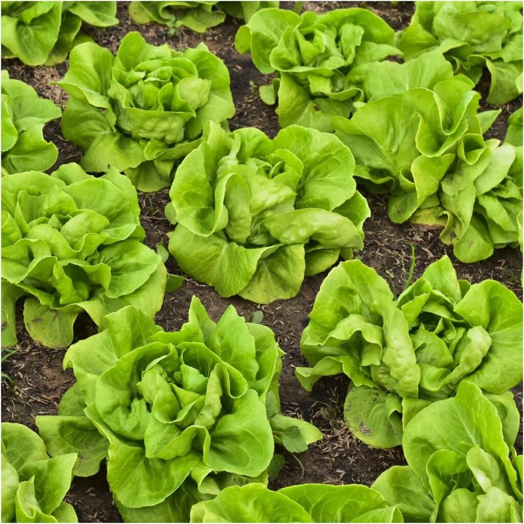 1000+ Lettuce Seeds (Buttercrunch) | Heirloom – NON GMO | USA FREE SHIPPING.