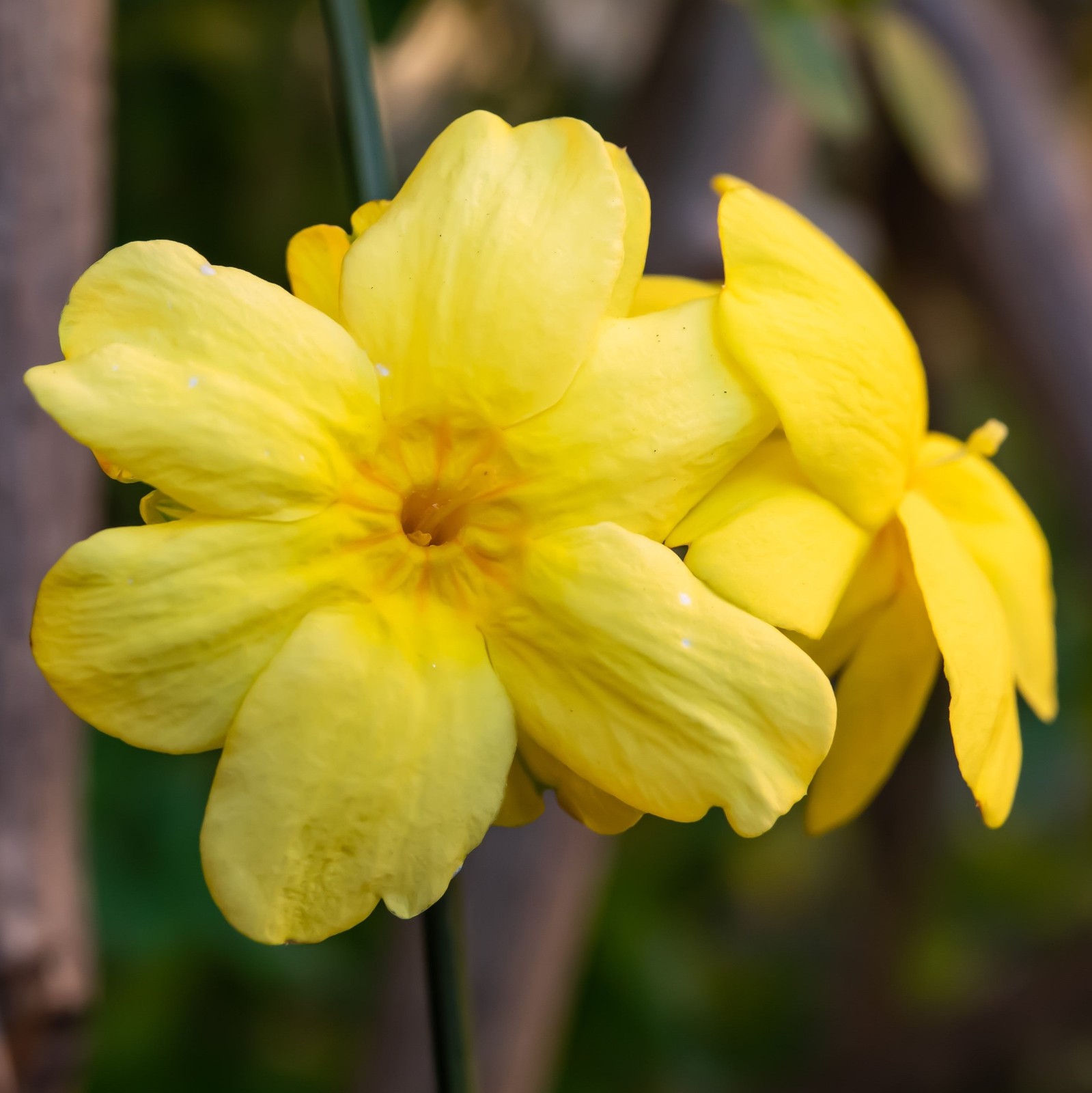 Jasmine Winter Yellow 1 Potted Plant – Rooted in a Quart Pot, Easy to Grow