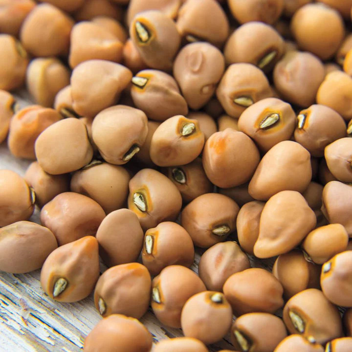Mississippi Purple Cowpea Seeds | Brown Crowder Purplehull Cow Pea Seed 2024 NEW